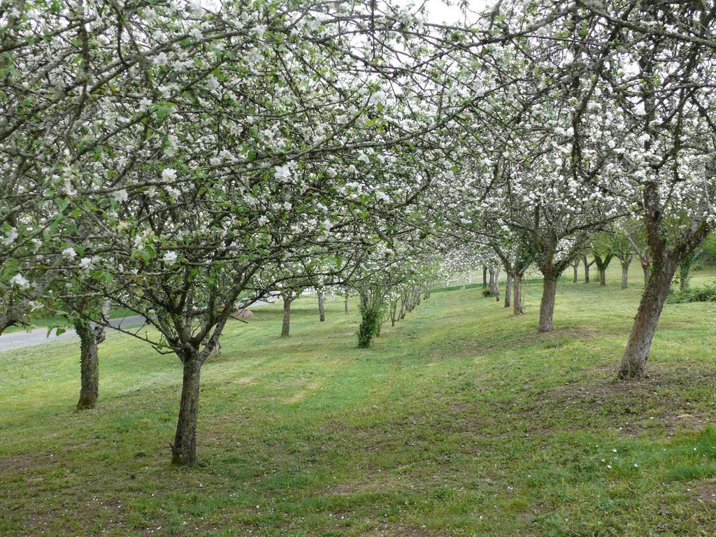 Domaine De Lamassas Bed & Breakfast Hautefage-la-Tour Dış mekan fotoğraf